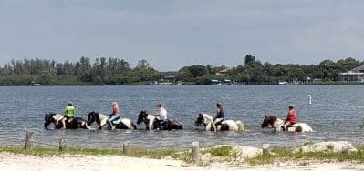 Concerns raised over horse waste in bay