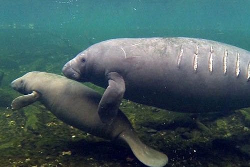 Watch out for manatees on the move