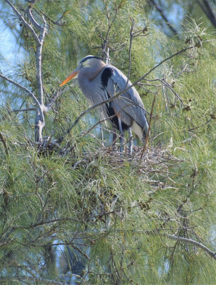 Heron nest halts construction