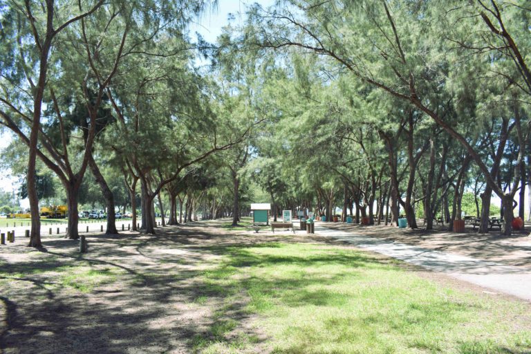 Coquina Beach improvements require more Australian pine removals