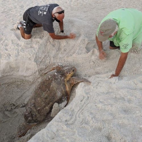 Close call for sea turtle trapped in hole