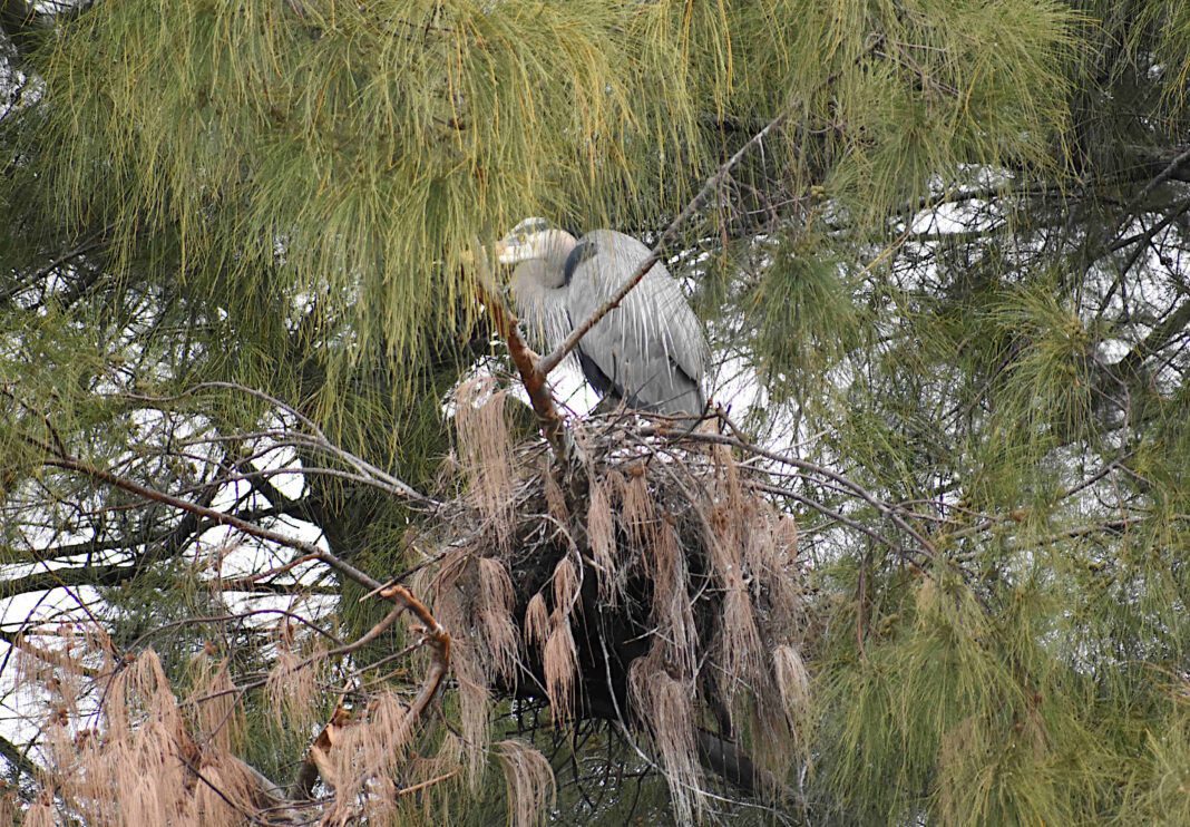 Great blue herons’ nest in jeopardy