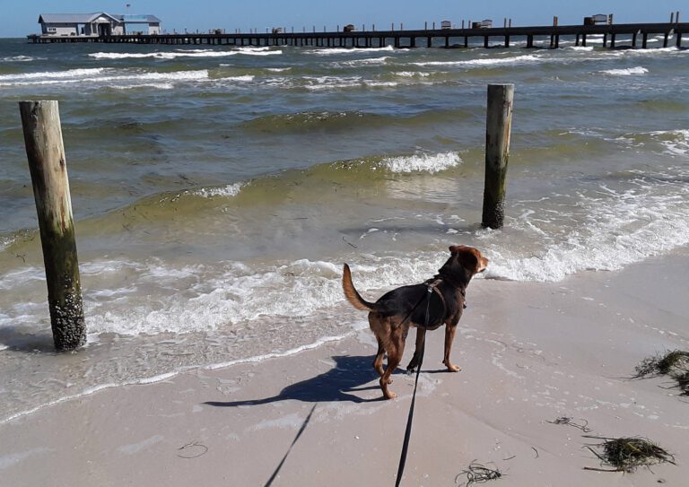 Dogs on beaches concern city officials