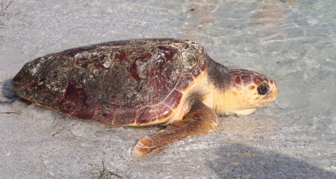 Turtle released in bay