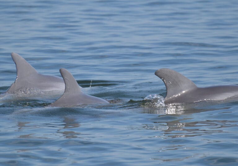 Piney Point pollution spreading, affecting dolphins