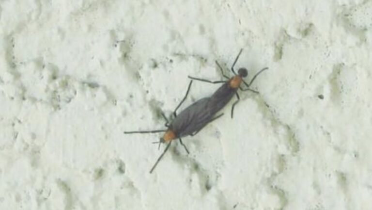 Lovebugs are back for spring mating season