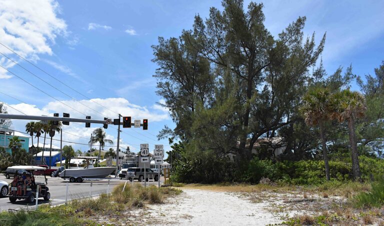 Bradenton Beach officials want Australian pines removed