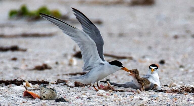 Good news: Least terns nesting on AMI