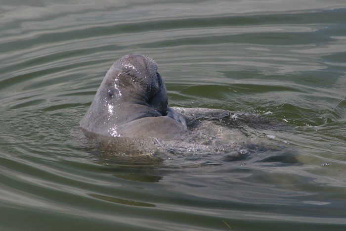 Florida loses record number of manatees in 2021