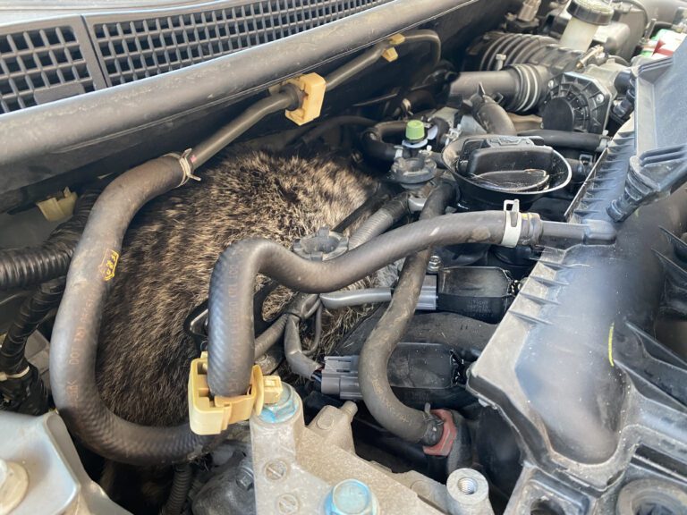Raccoon rescued from engine compartment