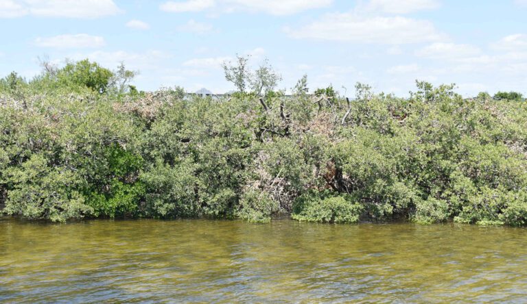 FDEP inspects Aqua’s mangrove trimming, results remain unknown