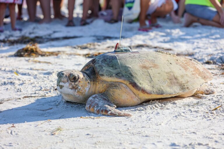 Sea turtle tagged at Coquina Beach