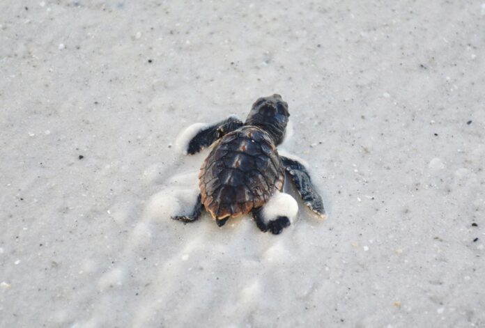 Sea turtle nests are hatching