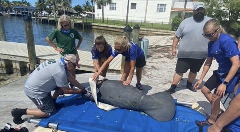Rescued manatee calf, mom released