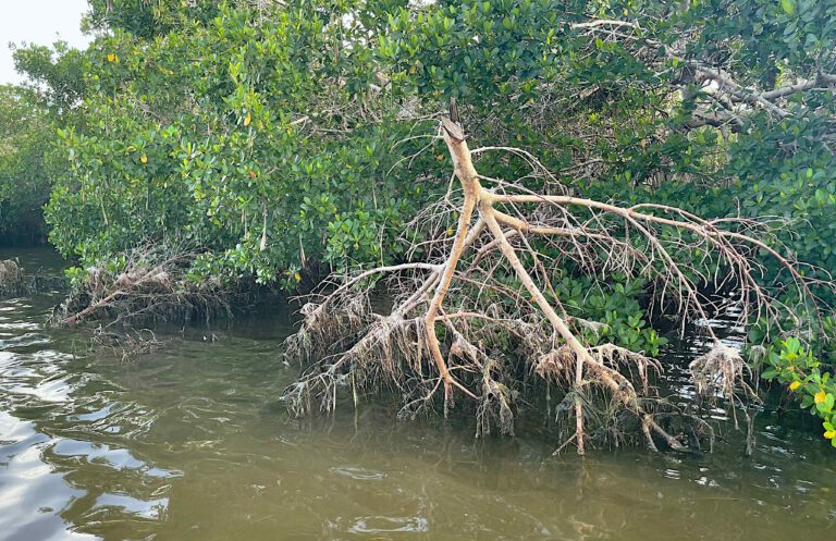 Aqua mangrove trimming prompts FDEP warning
