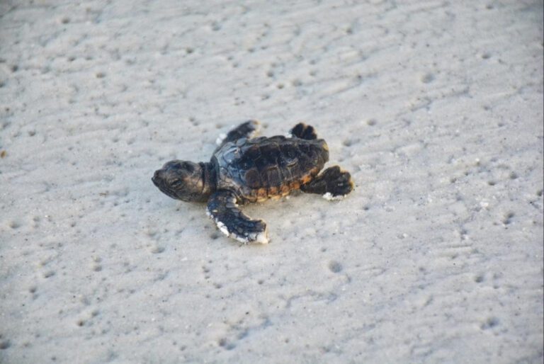 Turtle hatchlings break record on AMI