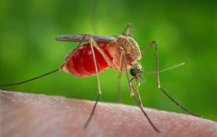 Avoid being a mosquito’s meal