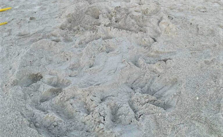 First turtle nest of season found early on AMI