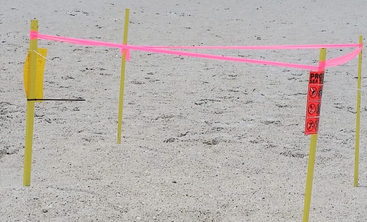Holiday beachgoers disturb turtle nests