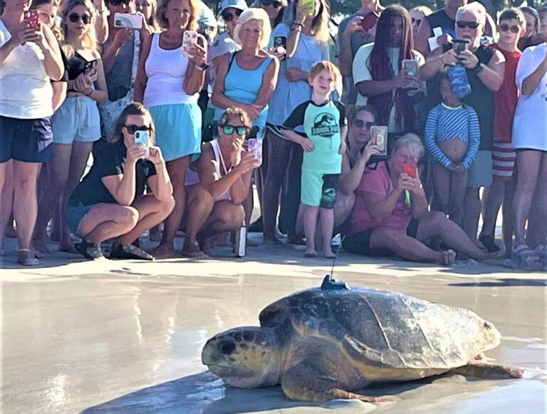 Loggerhead sea turtle ‘Suzi’ released into race
