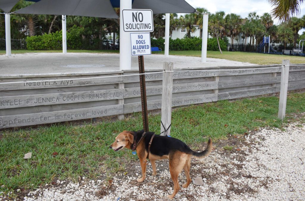 Board suggests allowing dogs in City Pier Park