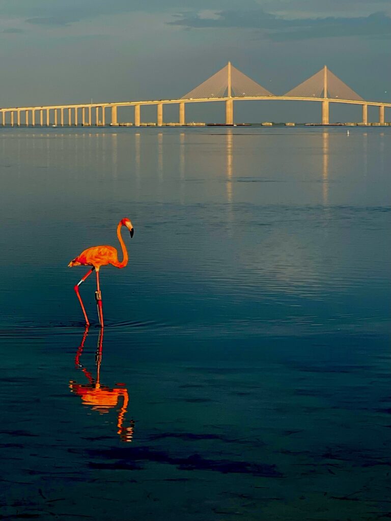 Flamingos flock to Florida during hurricane