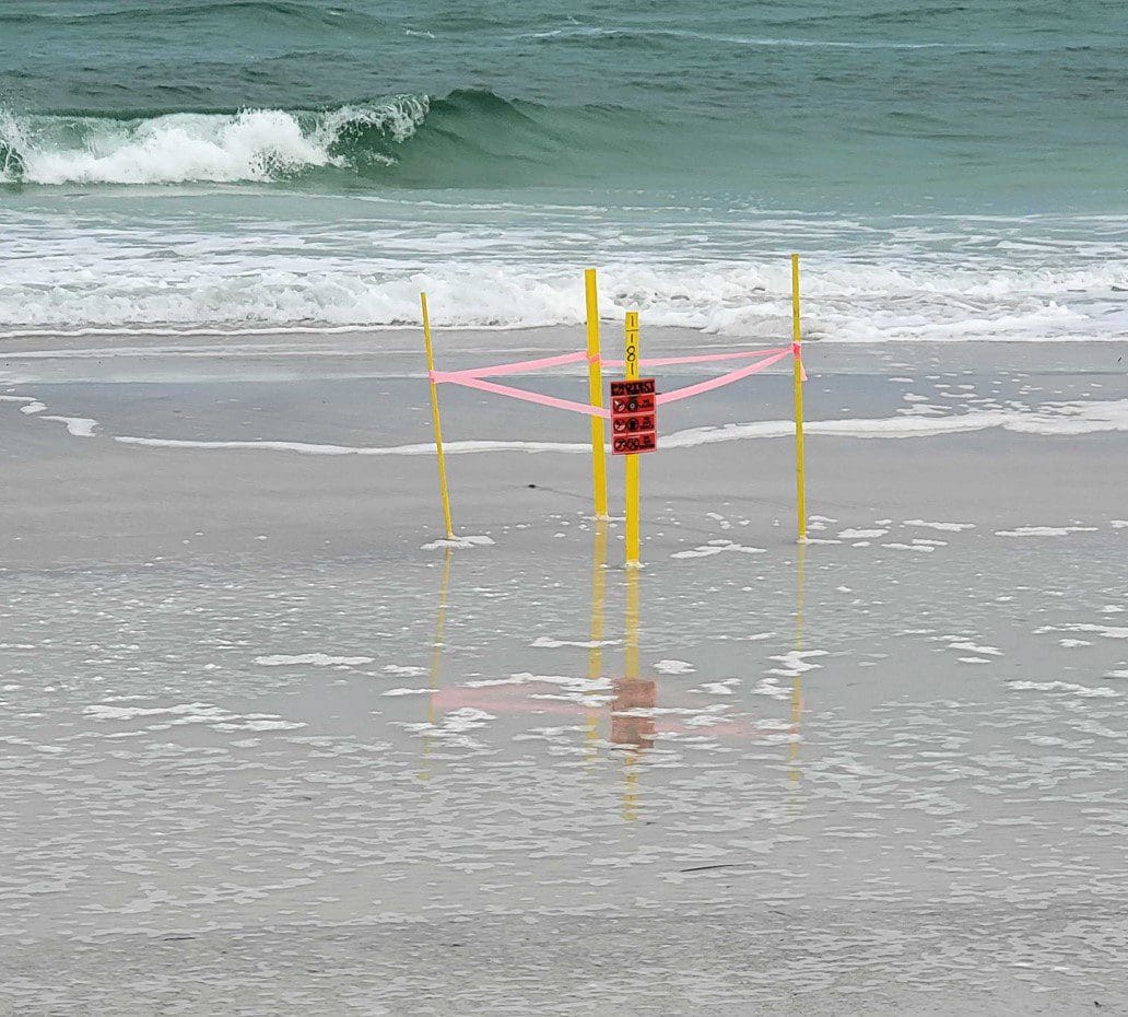 Turtle season slows to a crawl