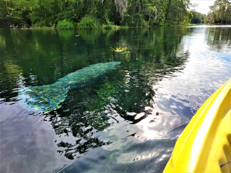 Manatees could again be classified as endangered
