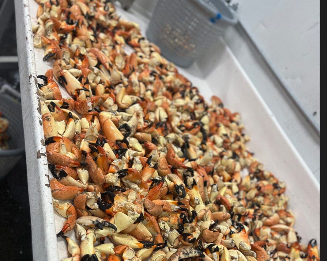 Stone Crab Festival a cracking good time - AMI Sun