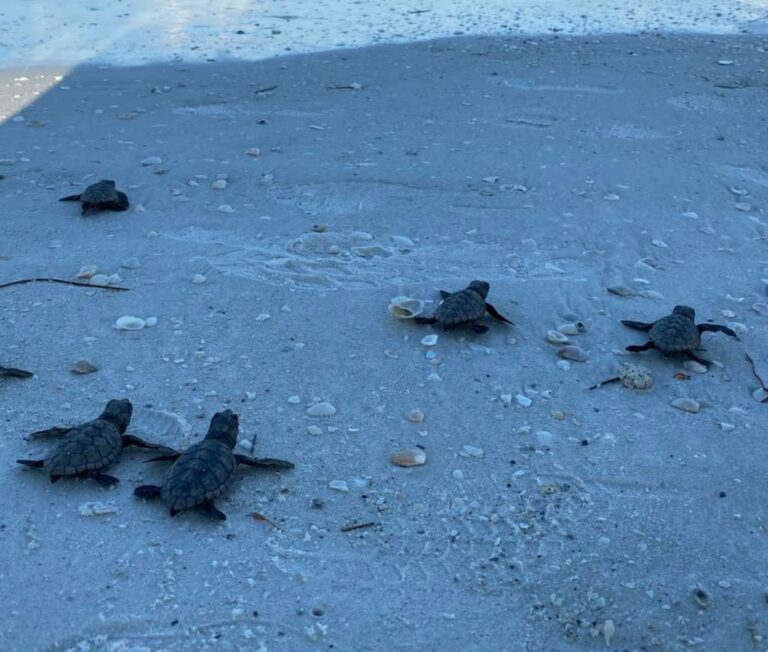 Hurricane ends turtle season early