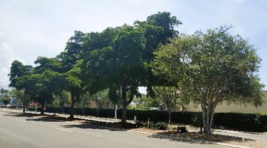 County plans tree removal in Manatee Avenue medians