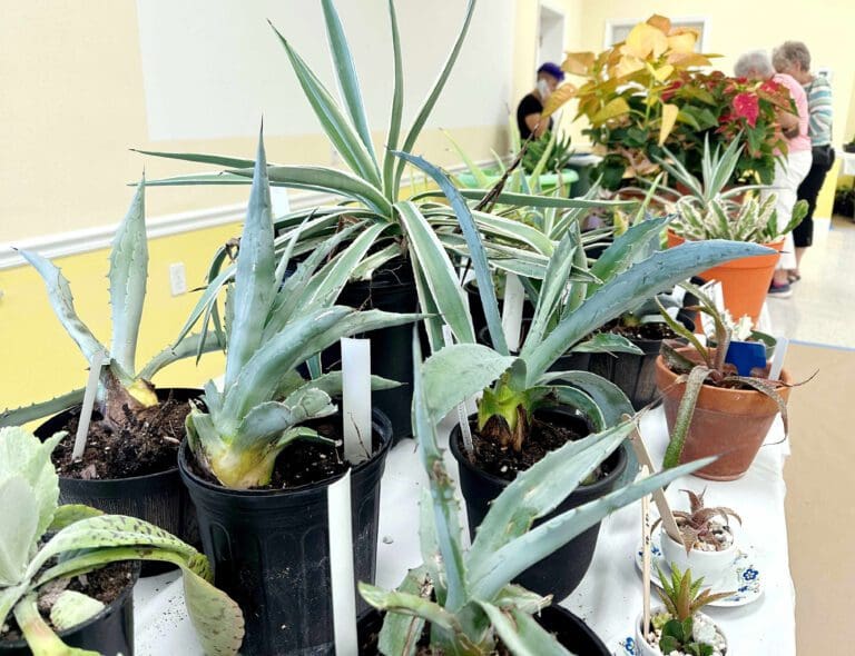 Garden Club Plant Sale draws crowd