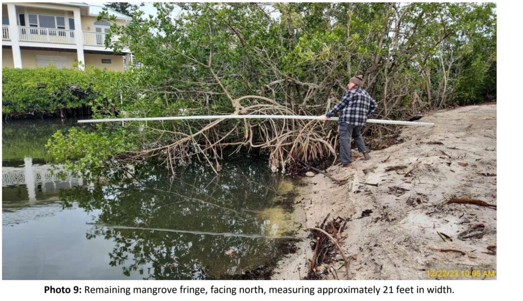 FDEP: Mangrove removal requires additional approval