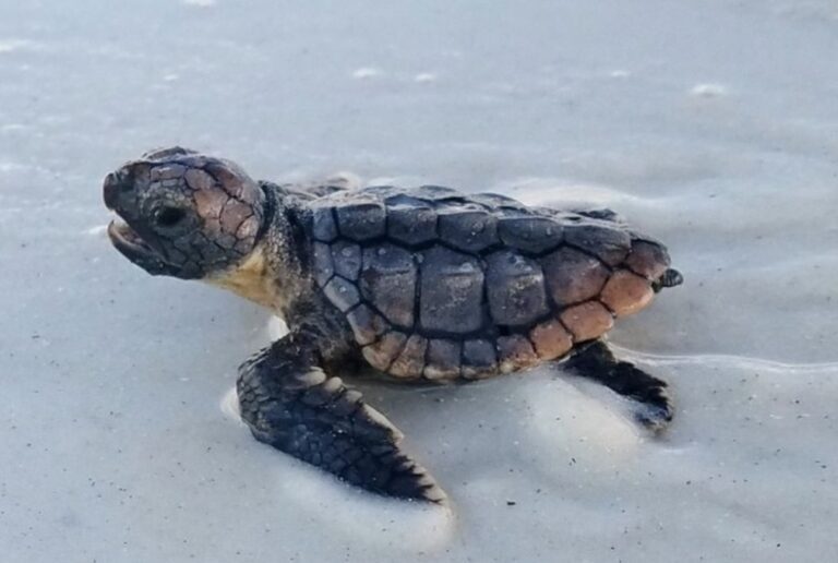 Turtle Watch releases stranding report