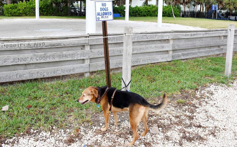 City Pier Park will soon be dog-friendly