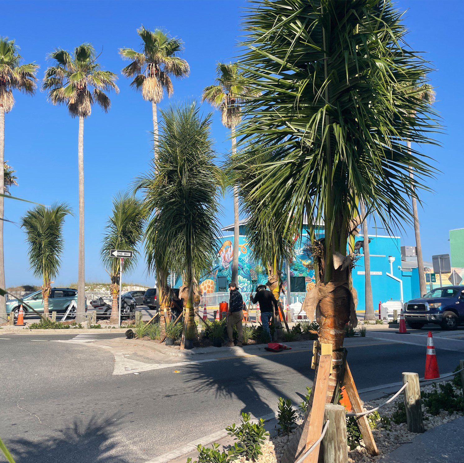 Eighty new coconut palms line Bridge Street