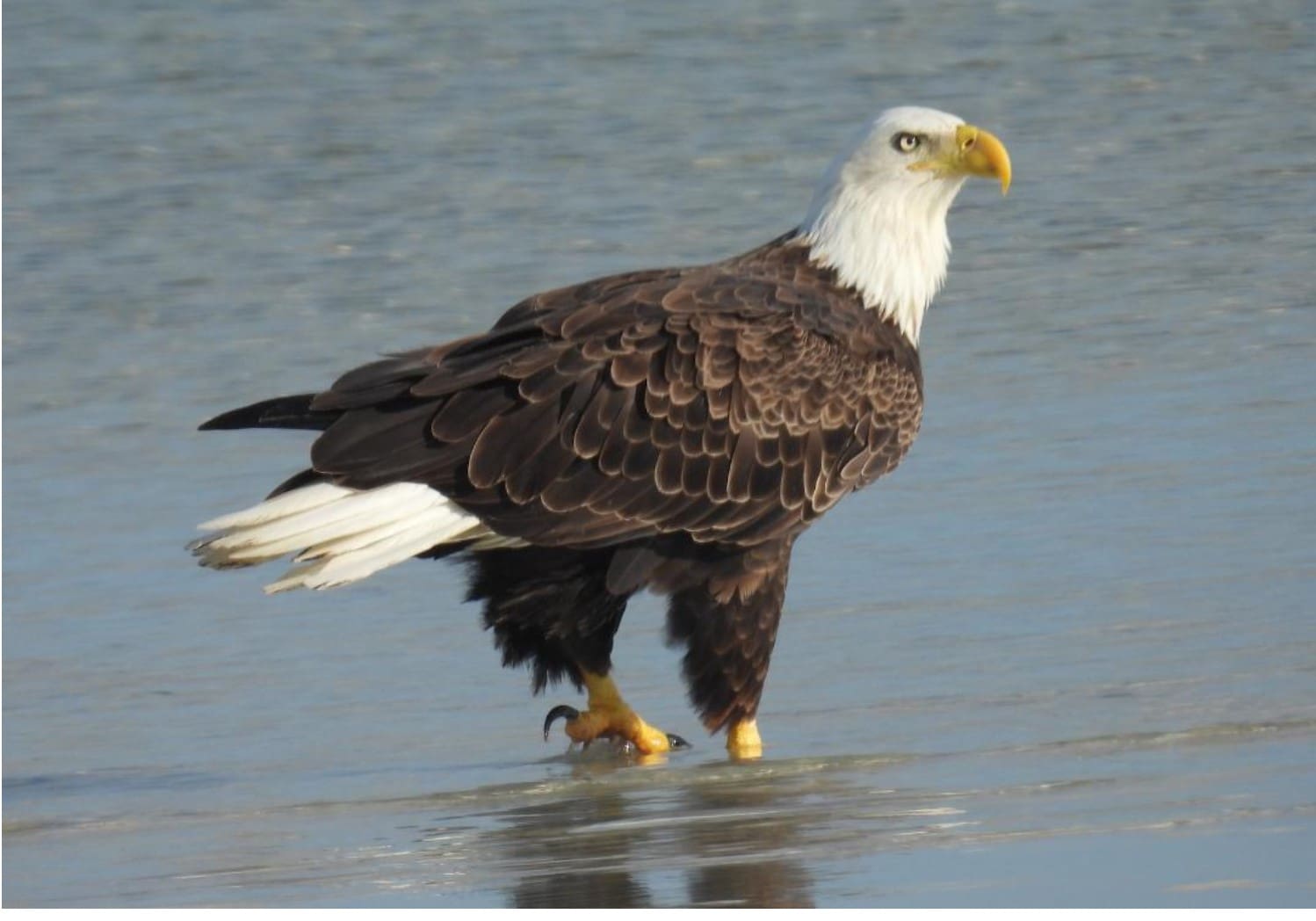 AMI Christmas Bird Count reveals some surprises