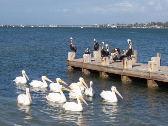 White and brown pelicans