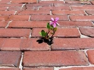 Egmont Key brick road