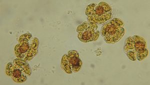 Red tide cells