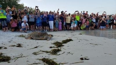 Bortie Too tagged, released