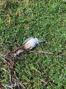 Local gulls sick, dying
