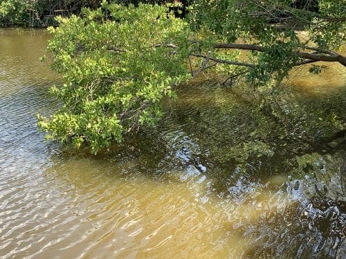 Officials hope for Spring Lake recovery