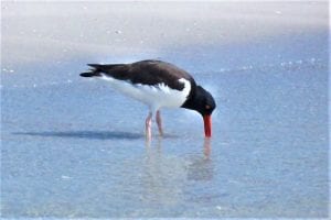 Coast Lines: Save the refuge for the birds