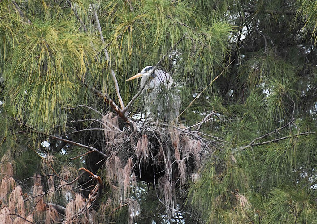 Great blue herons’ nest in jeopardy