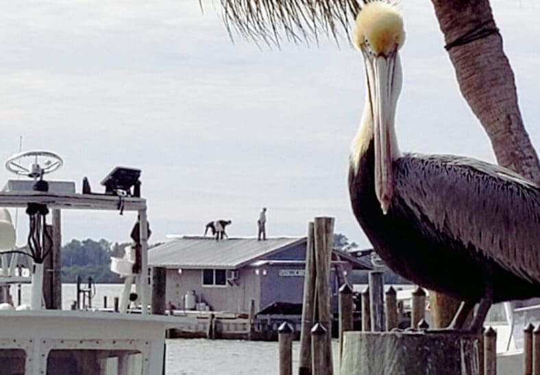 Net camp reroofed as suit planned to stop demolition