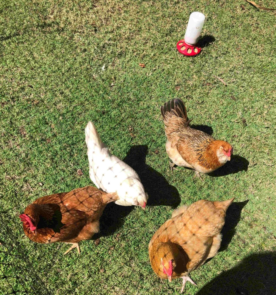 Single mom mourns loss of family chickens
