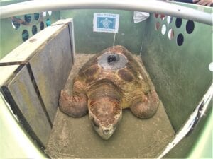 Turtle trackers predict Bortie’s return