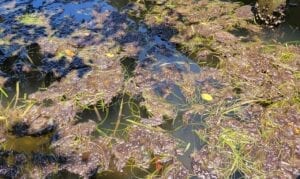 Mats of algae clog marina, affect business