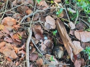 Elsa impacts sea turtle, shorebird nests